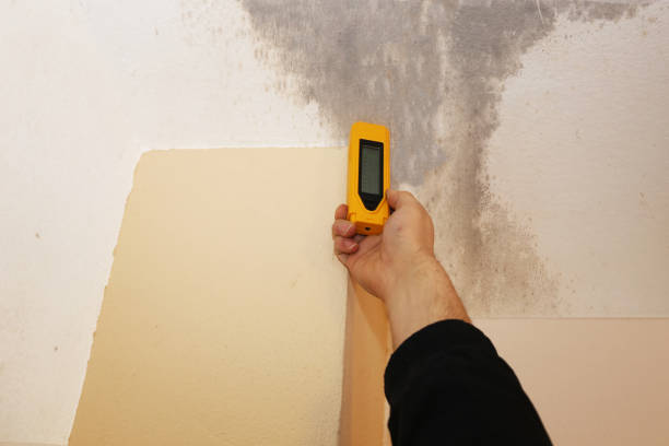 Mold Odor Removal Services in Ferry Pass, FL